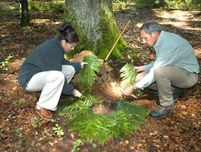 Planting a sapling on a grave